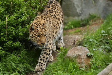Endangered amur leopard in the nature looking habitat. Wild animals in captivity. Beautiful feline and carnivore. Very rare kind of big cats species. Panthera pardus orientalis.