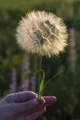 Fragile world. White dandelion closeup in female hand