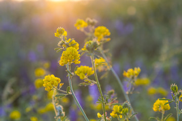 Flowers in a sunny summer meadow