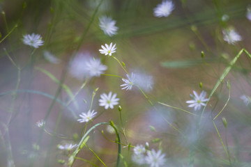 Wild  white flowers in sunny meadow