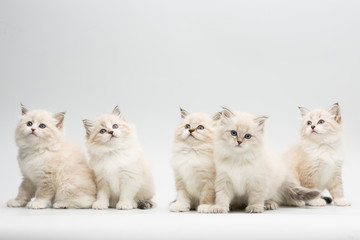 five cute little kittens on white background