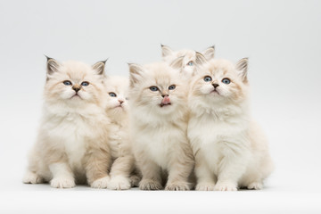 Obraz na płótnie Canvas five cute little kittens on white background