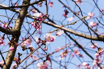 Viele Kirschblüten an einem Baum, Blauer Himmel und Kirschblüten, kleine Kirschblüten mir blauem Hintergrund