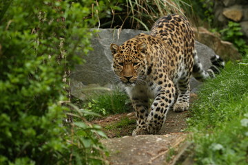 Naklejka na ściany i meble Endangered amur leopard in the nature looking habitat. Wild animals in captivity. Beautiful feline and carnivore. Very rare kind of big cats species. Panthera pardus orientalis.