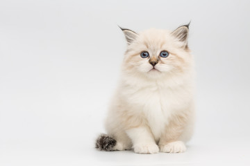 kitten on white background
