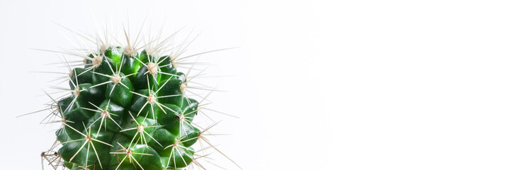 Panoramic view of cactus in a concrete diy pot on a white empty wall