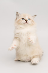 Fototapeta premium kitten on white background