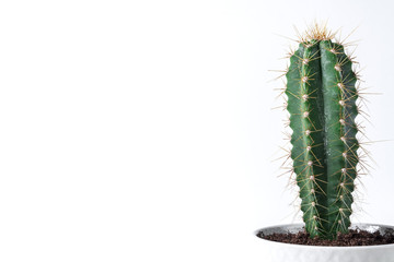 Cactus in a concrete pot on a empty wall