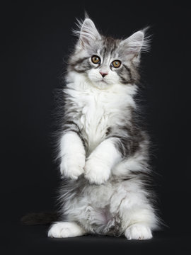 Impressive black tabby Maine Coon cat / kitten standing on back paws isolated on black background looking at camera