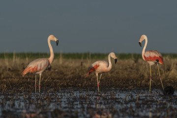 Flamingos, Patagonia Argentina