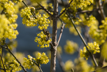 Gelbe Blüten mit einer Biene, eine Biene auf Nahrungssuche, viele gelbe Blüten