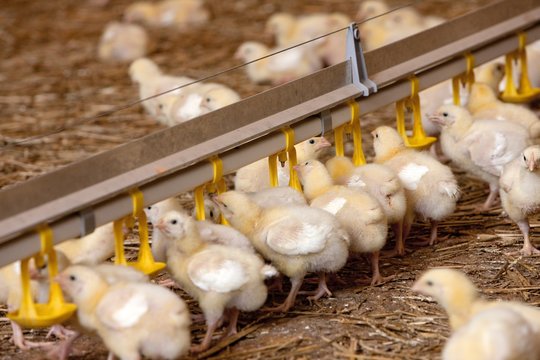 Chicks in stable. Poultry. Chicken breeding. Drinking water.