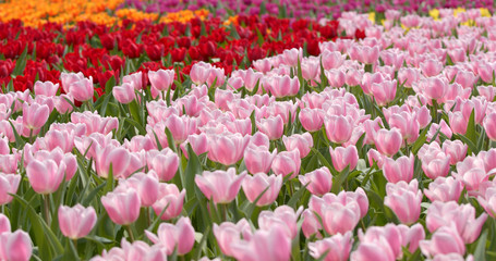 Beautiful colorful tulip field