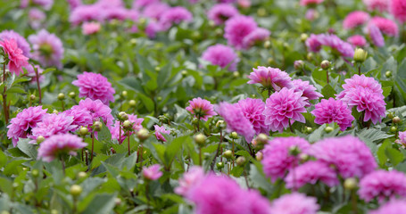 Obraz premium Beautiful flower field
