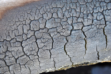 Burned old cracked tree trunk texture, grunge background