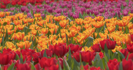 Fresh tulips garden