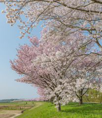 Fototapeta premium 長い桜並木