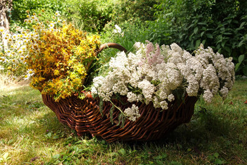 frische Kräuter, Schafgarbe, Kamille, Jahanniskraut, gesammelt in einem Korb © Wallner-Studio