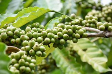 Trees and green coffee fruits