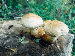 Mushrooms and Moss in the forest