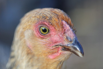 chicken head