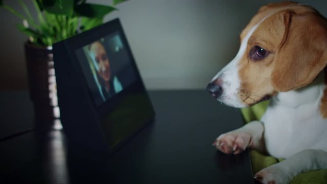 4K Beagle Dog Talking with Owner on Smart Home Device