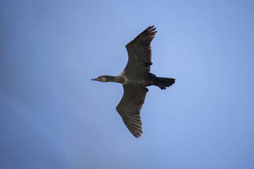 The bird of the great cormorant flies over the lake