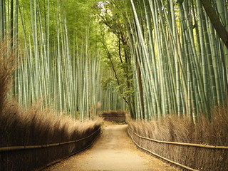 Fototapeta premium 嵯峨嵐山での竹林の道