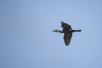 The bird of the great cormorant flies over the lake