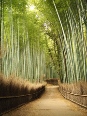 嵯峨嵐山での竹林の道