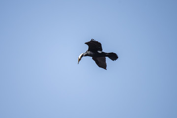 The bird of the great cormorant flies over the lake