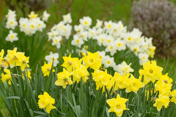 Fototapeta premium Wiese mit Osterglocken