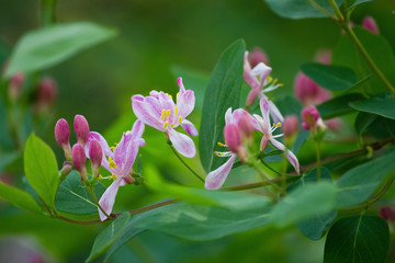 Branch with pink flowers and buds of honeysuckle on a bush closeup