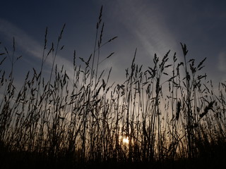 Fototapeta premium Sunrise Wheat