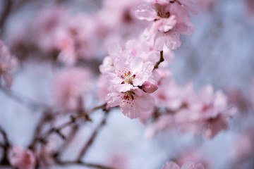spring