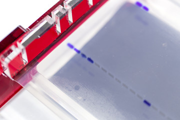 Agarose gel electrophoresis is a method of gel electrophoresis used in biochemistry, molecular...