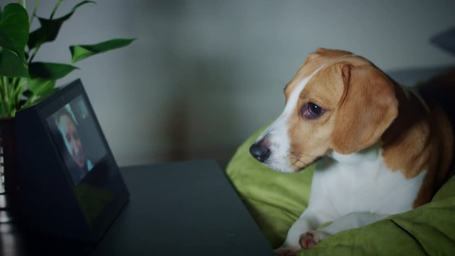 4K Beagle Dog Talking with Owner at Smart Home Device