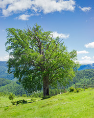 Carpathian landscape with the solitary beech at summer day