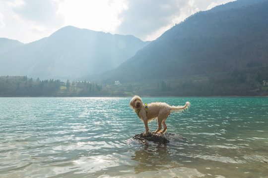 Young wet white wire-haired spinone italiano breed dog stands on the rock in the fresh transparent turquoise green water of the mountain Tenno lake in Trentino, Italy, Europe