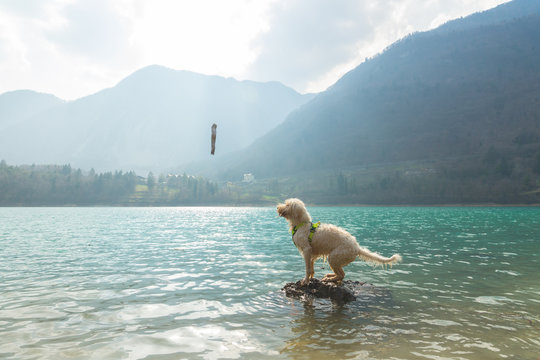 Young wet white wire-haired spinone italiano breed dog is ready to jump from the rock to catch a stick in the transparent turquoise green water of the mountain Tenno lake in Trentino, Italy, Europe