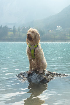Young wet white wire-haired spinone italiano breed dog sits on the rock in the fresh transparent turquoise green water of the mountain Tenno lake in Trentino, Italy, Europe