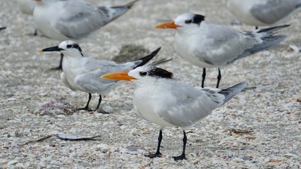 Verschiedene Seevögel an Strand und Meer