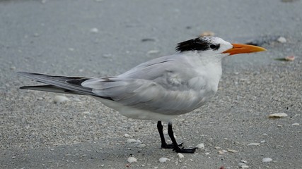 Verschiedene Seevögel an Strand und Meer