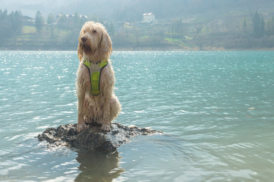 Young wet white wire-haired spinone italiano breed dog sits on the rock in the fresh transparent turquoise green water of the mountain Tenno lake in Trentino, Italy, Europe