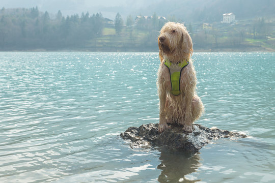 Young wet white wire-haired spinone italiano breed dog sits on the rock in the fresh transparent turquoise green water of the mountain Tenno lake in Trentino, Italy, Europe