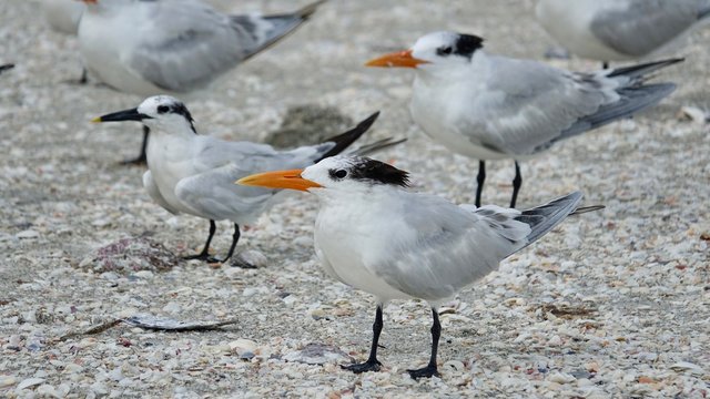 Verschiedene Seev&ouml;gel an Strand und Meer