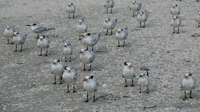 Verschiedene Seev&ouml;gel an Strand und Meer
