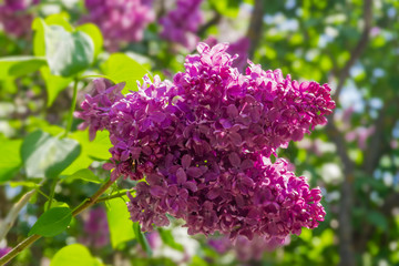 Two inflorescences of the lilac at selective focus