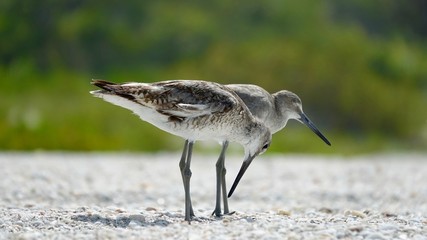 Verschiedene Seev&ouml;gel an Strand und Meer
