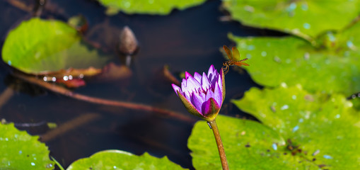Flor de vit&oacute;ria-r&eacute;gia e lib&eacute;lula